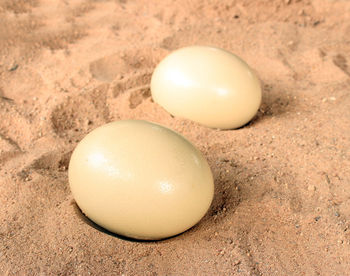 High angle view of eggs in sand