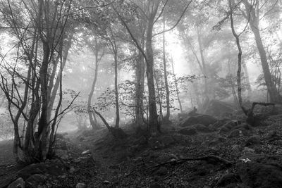 Bare trees in forest