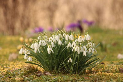Close-up of white flowers blooming in field