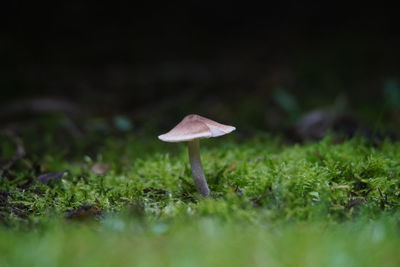 Close-up of mushroom growing on field