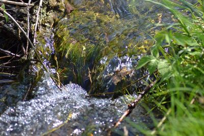 Surface level of stream amidst plants