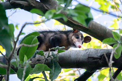 Opossum in tree 