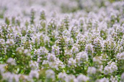 Close-up of flowers growing in field