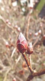 Close-up of pink flower bud