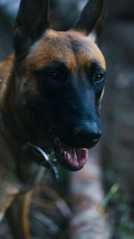 Belgian malinois looking straight at the camera