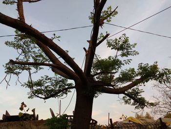 Low angle view of tree against sky