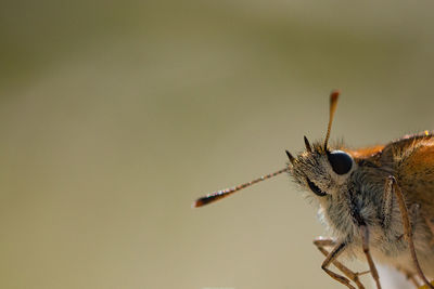 Close-up of butterfly outdoors