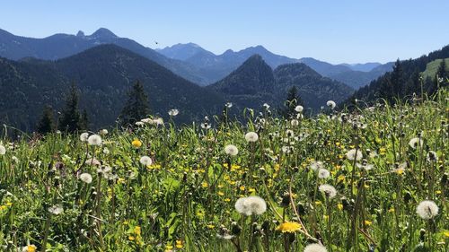 Scenic view of flowering plants on field against sky