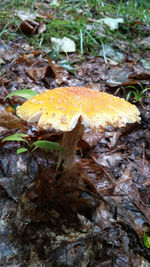 Close-up of mushroom growing on ground