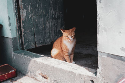 Portrait of cat sitting on wall