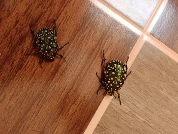 High angle view of insect on floor