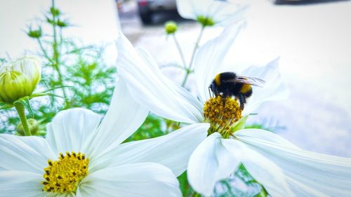 Close-up of bee pollinating on yellow flower