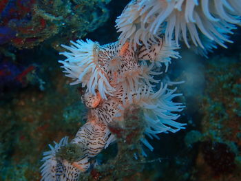 Close-up of coral in sea