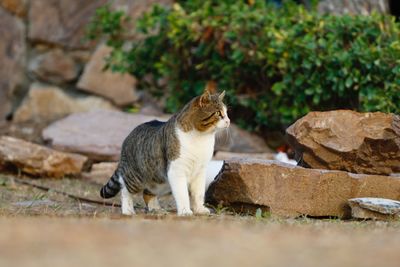 Cat sitting on rock