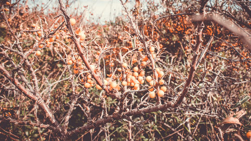 Close-up of fruit tree