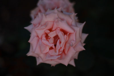 Close-up of rose blooming