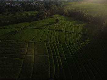 Scenic view of agricultural field