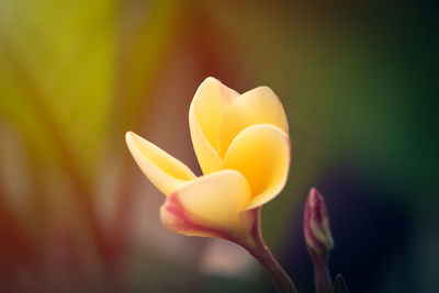 Close-up of yellow flowering plant