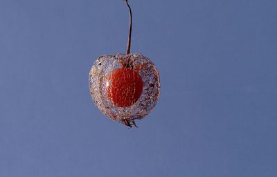 Close-up of winter cherry hanging against clear sky