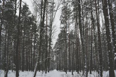 Panoramic view of trees in forest during winter