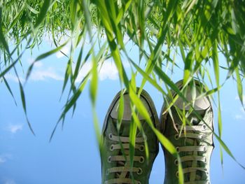 Low angle view of plants against sky