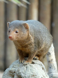 Close-up of squirrel