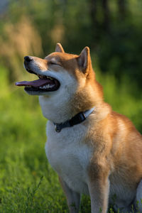 Close-up of a dog looking away