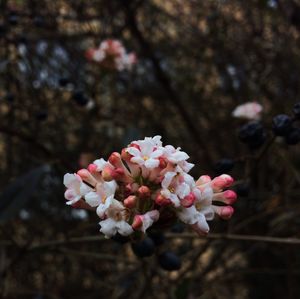 Close-up of pink flowers blooming outdoors