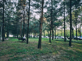 Trees in forest