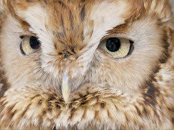 Close-up portrait of boreal owl