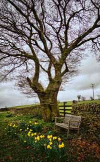 Tree against sky