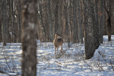 Whitetail doe deer in the woods