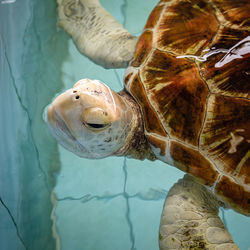 Close-up of turtle in sea