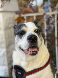 Close-up portrait of a dog smiling 