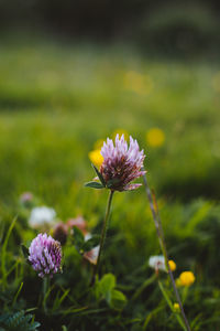 Close-up of pink flowering plant on field