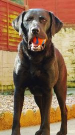 Close-up portrait of dog