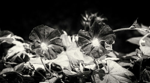 Close-up of leaves