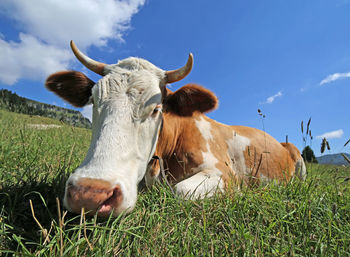 Big cow with horns lying on the grass photographed with target fish eye