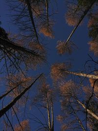 Low angle view of bare trees against blue sky