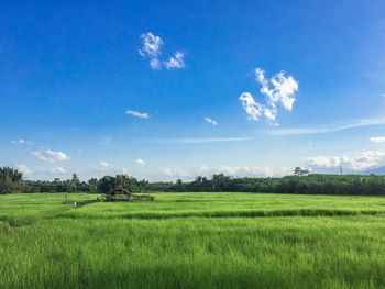 Scenic view of agricultural field against sky