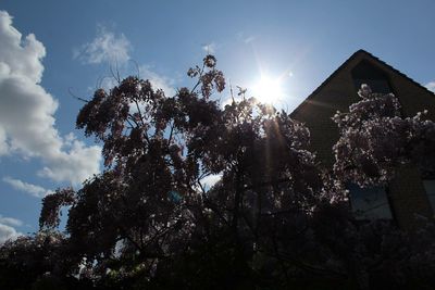 Low angle view of trees against sky