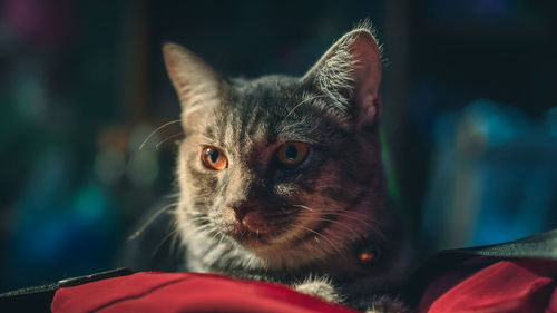 Close-up portrait of cat looking away