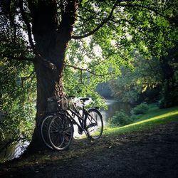 Parked trees in park