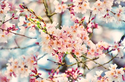 Close-up of cherry blossom tree