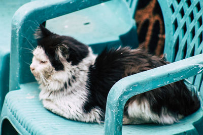 Close-up of a cat