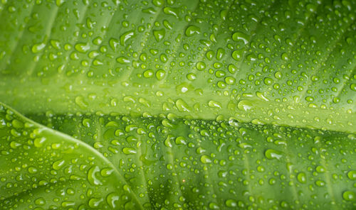 Full frame shot of wet raindrops on grass