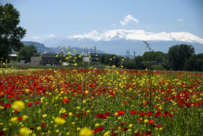 Flowers growing on field against sky