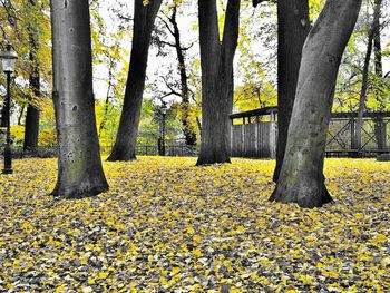 Trees in forest