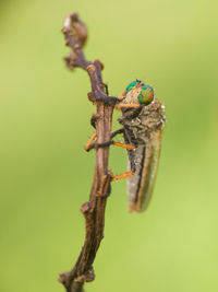 Close-up of insect on plant