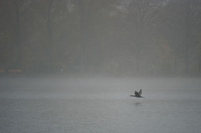 View of horse in winter